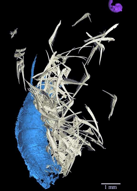 Reconstitution 3D de la radula de Baculites sp. (dents en blanc) ainsi qu'un des fragments de crustacés (bleu) et du gastéropode (rose) retrouvés associés entre les mâchoires. © I. Kruta, MNHN.