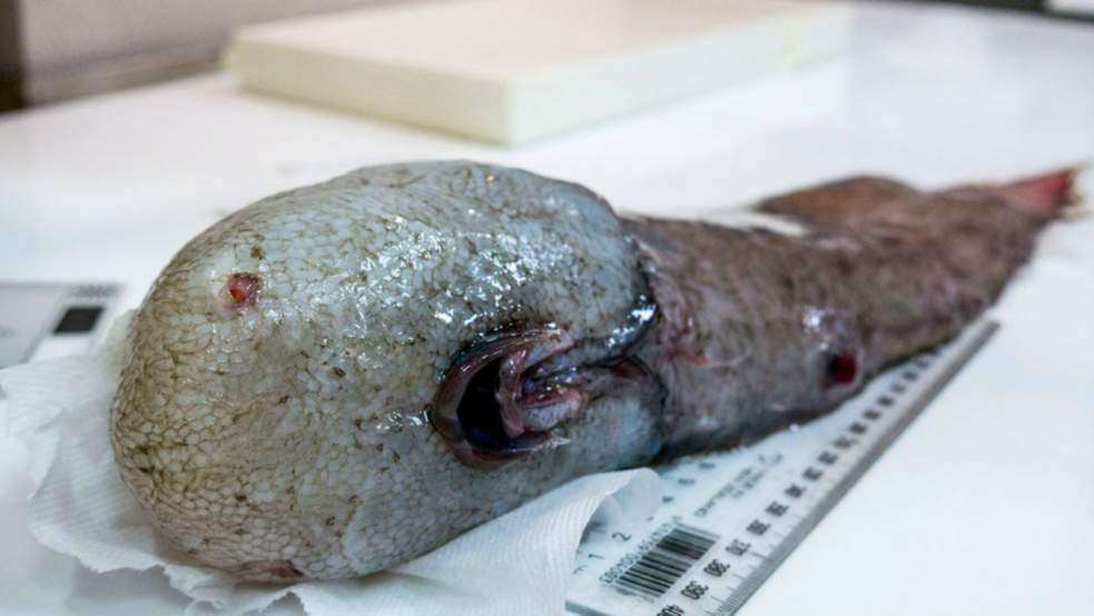 Ce poisson sans yeux a été redécouvert au large de l’Australie. © Museums Victoria, CSIRO