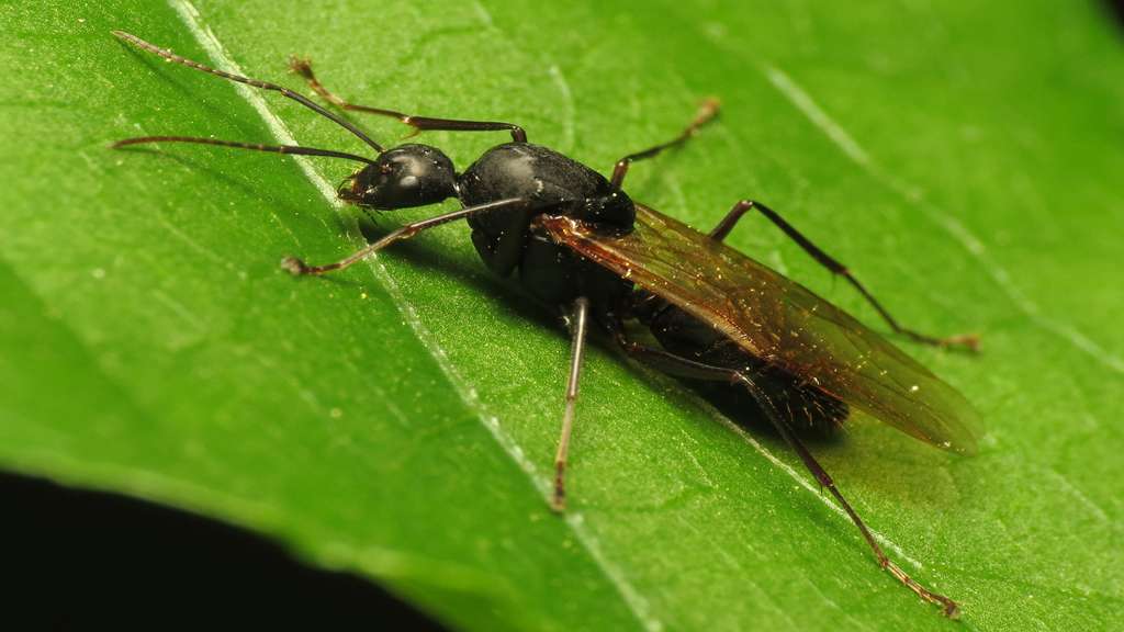 Des fourmis parfois explosives Des fourmis parfois explosives