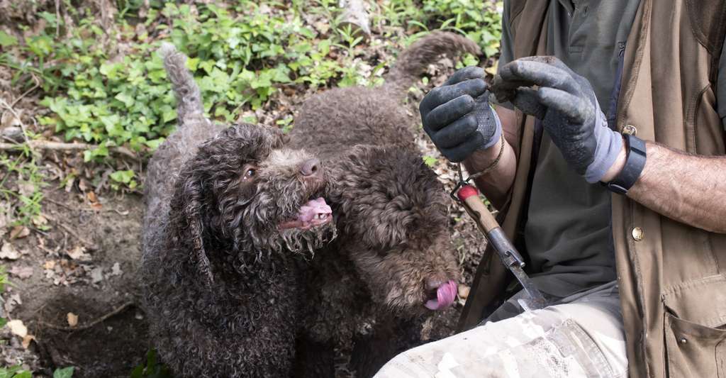 Comment trouver des truffes