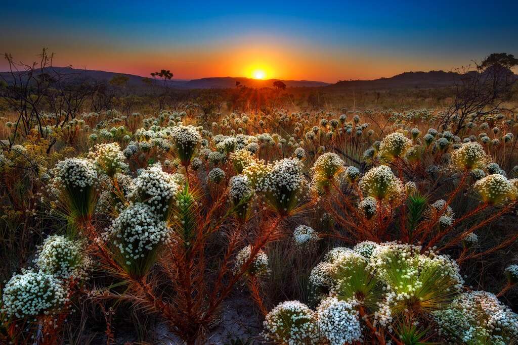 Les fleurs de la savane du Cerrado Les fleurs de la savane du Cerrado