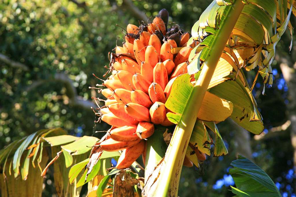 Les bananes « Fei » , délicieuses une fois cuites Les bananes « Fei » , délicieuses une fois cuites
