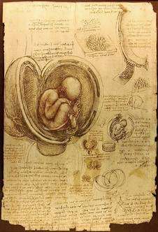 Etude anatomique de l'embryon humain. (Licence Commons)