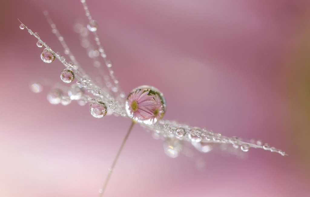 Le pissenlit comme vous ne l’avez jamais imaginé > Le pissenlit comme vous ne l’avez jamais imaginé >