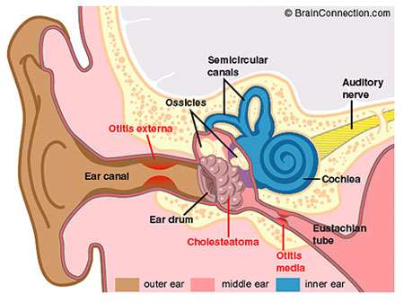 L'oreille est l'outil qui nous permet de « mesurer » la parole. © DR