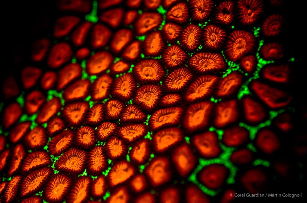 Favia sp B. est un corail dur à croissance lente vivant en colonie. © Martin Colognoli, Coral Guardian - Tous droits réservés, reproduction interdite