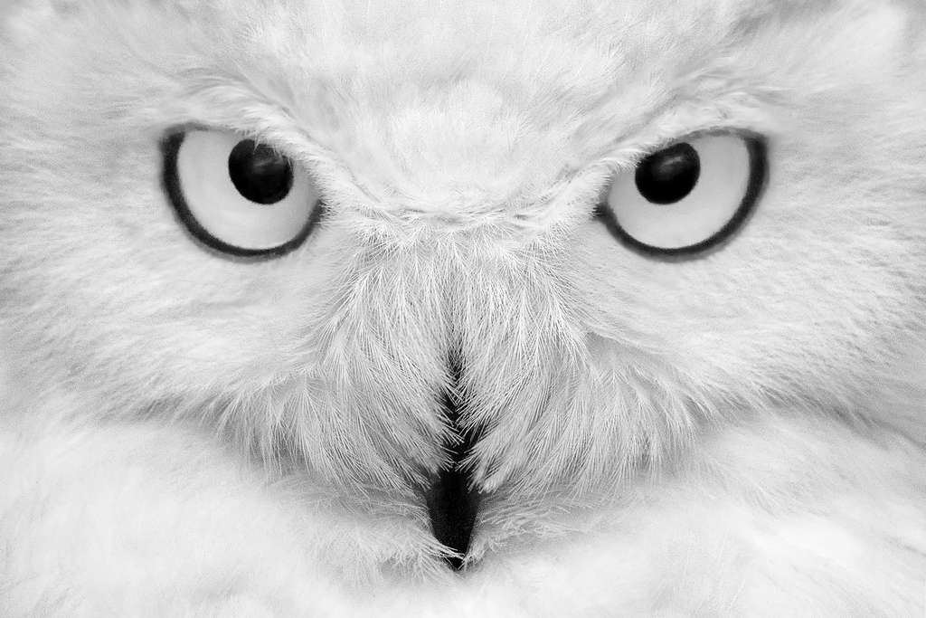 Magnifique : un harfang des neiges, droit dans les yeux Magnifique : un harfang des neiges, droit dans les yeux