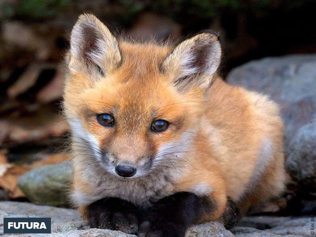 Fond D Ecran Jeune Renard Roux