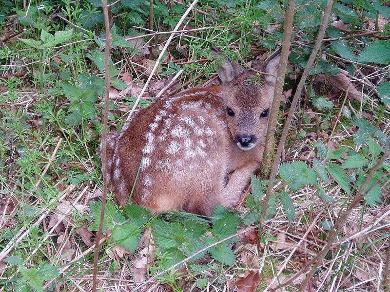 Definition Chevreuil Capreolus Capreolus Futura Planete