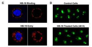 Les images de gauche (C) montrent HB-19 (en rouge) juste après l'ajout de cette molécule (en haut) et après une heure d'incubation (en bas). HB-19 se fixe immédiatement à la nucléoline de la membrane (HB-19 binding) et se trouve donc tout autour de la cellule. Dans celles du bas (HB-19 Entry), la molécule a largement diffusé à l'intérieur de la cellule, où elle sera détruite, sans pour autant entrer dans le noyau (en bleu). Les images de droite montrent la nucléoline du noyau (colorée en vert). Avec HB-19 (en bas), les quantités observées sont les mêmes qu'en l'absence de cette molécule (en haut), preuve que HB-19 n'affecte que la nucléoline de la membrane. (Image extraite de la publication) © PlosOne/Les auteurs de l'étude