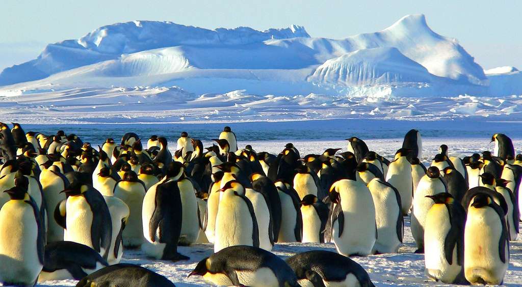 Le manchot empereur est l’un des symboles de l’Antarctique. © MemoryCatcher, Pixabay, CC0 Public Domain
