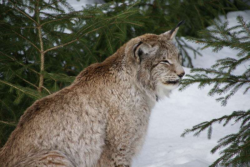 Lynx européen. © Aconcagua, GNU Free Documentation License, v1.2