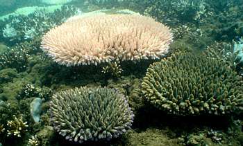 Le blanchissement des coraux est un phénomène de dépérissement qui se traduit par une décoloration du corail et du récif. Lorsqu'ils subissent un blanchissement, les coraux et le récif ne meurent pas mais deviennent beaucoup vulnérables au moindre stress. © Australian Institute of Marine Science