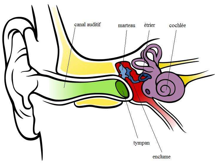 Ce schéma représente l'anatomie de l'oreille. Le son arrive dans le pavillon de l'oreille et traverse le canal auditif, au bout duquel il frappe la membrane du tympan. En vibrant, il fait bouger les osselets que sont le marteau, l'enclume et l'étrier qui, à leur tour, vont stimuler la cochlée. À l'intérieur, les mouvements des cellules ciliées génèrent un courant électrique envoyé jusqu'au cerveau via le nerf auditif. © Chittka L, Brockmann, Wikipédia, DP