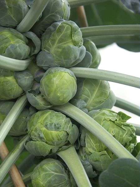 Photo Les Choux De Bruxelles Bourgeons De La Plante