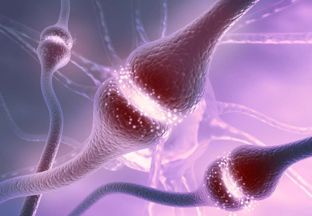 Au début du développement du cerveau, les synapses sont produites en surabondance. Celles qui sont inactives seront éliminées. Des travaux expliquent comment le choix s'effectue. © Rasi, Adobe Stock