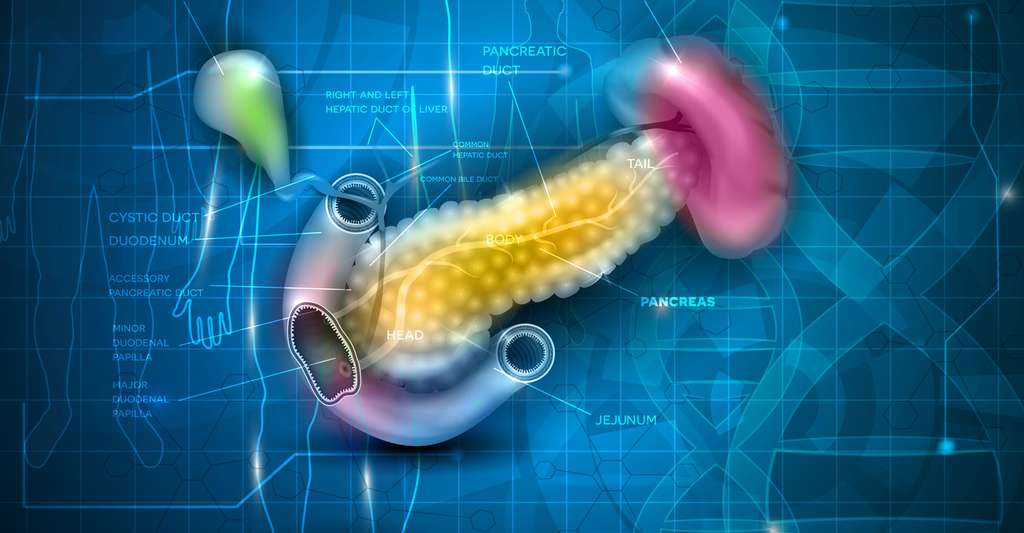Quelles sont les causes du diabète ? Ici, une représentation du pancréas. © Tefi, Shutterstock