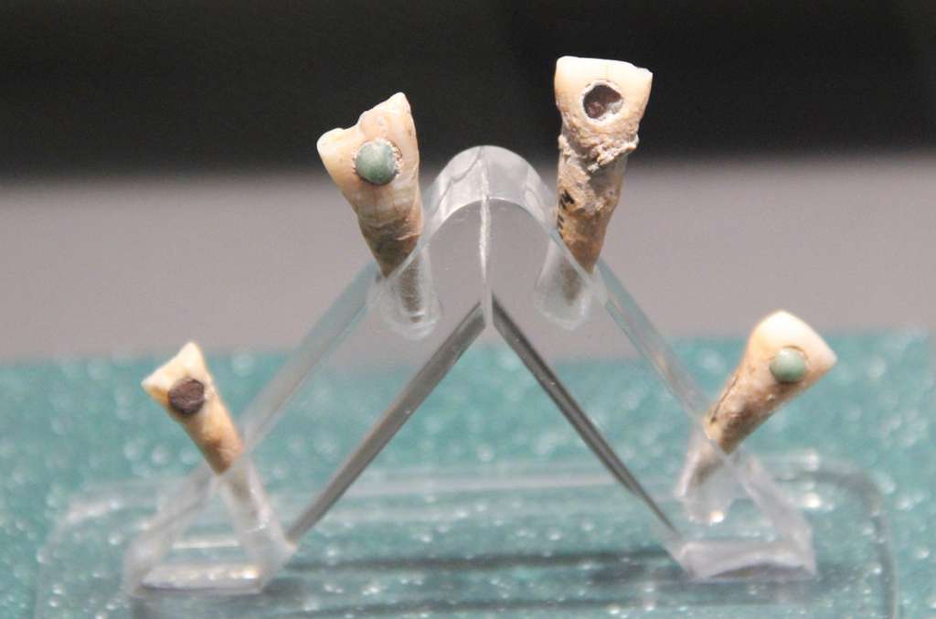Plusieurs de ces dents ont été retrouvées puis exposées dans des musées. © Wikimedia Commons