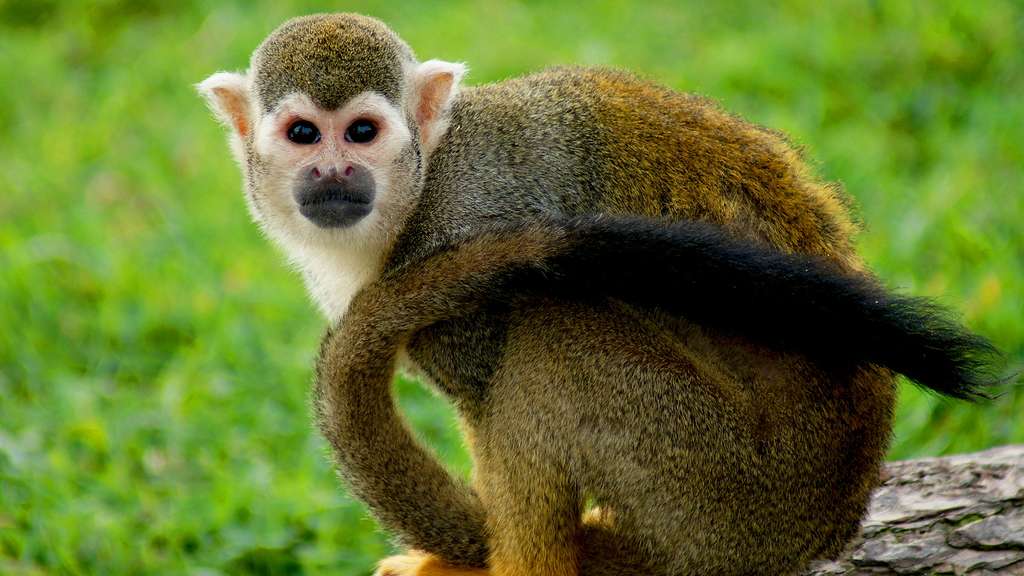Le saïmiri ou singe-écureuil Le saïmiri ou singe-écureuil