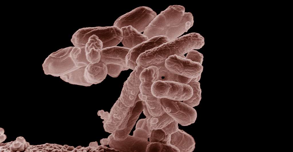 L'ADN des bactéries