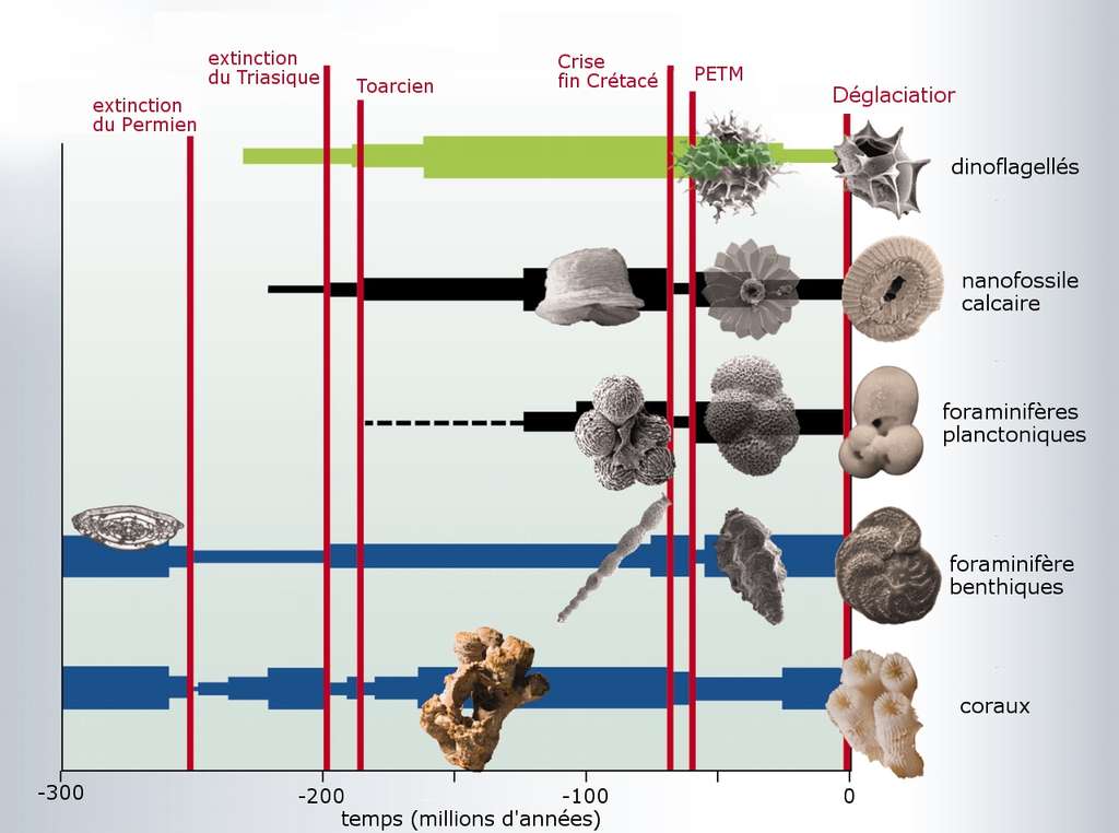 Évolution des populations de différents groupes d'organismes marins depuis 300 millions d'années, face aux différents épisodes d'extinctions dont certains ont été fortement gouvernés par l'acidification des océans (extinction du Permien, du Triasique et PETM). © Hönisch et al. 2012, Science