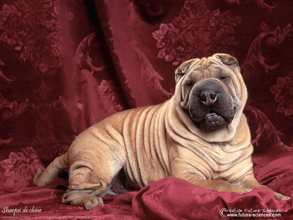 Sharpei de Chine Sharpei de Chine