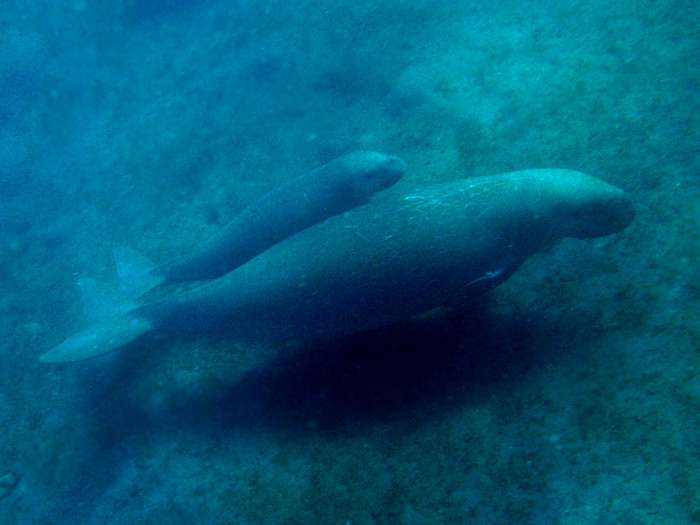 Mère dugong et son petit. © Nick Hobgood, CCA-SA 3.0 Unported license