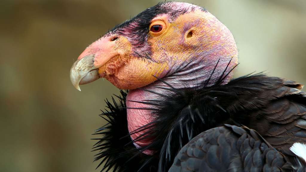 Le condor de Californie, deuxième plus grand rapace Le condor de Californie, deuxième plus grand rapace