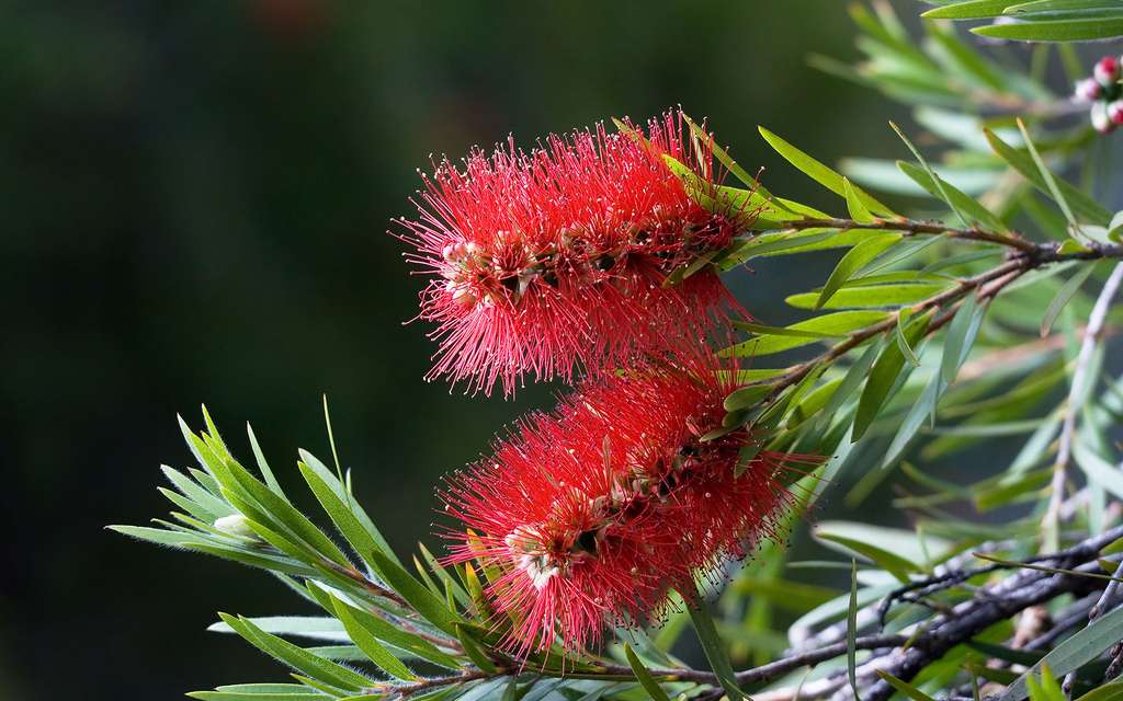 Photo de Callistemon citrinus, le rince-bouteille Photo de Callistemon citrinus, le rince-bouteille