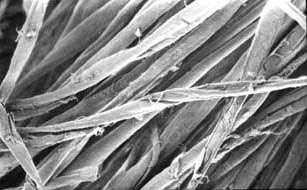 Fibres de coton séchées vues au Microscope Electronique à Balayage. © B.Media
