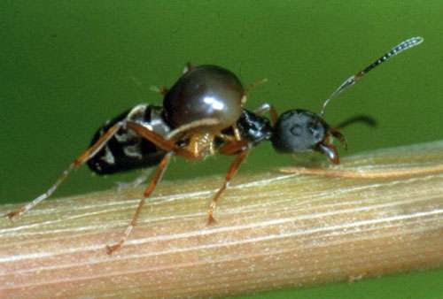 Les fourmis bergères de Malaisie se nourrissent du miellat des cochenilles qu’elles élèvent. Régulièrement, elles déménagent leur cheptel pour le rapprocher de la plante nourricière. Une ouvrière de la fourmi bergère transporte ici une cochenille sur son dos. © U. Maschwitz
