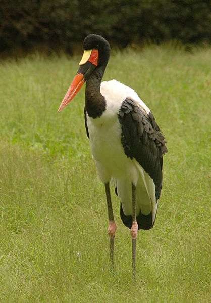 definition jabiru d afrique ephippiorhynchus senegalensis jabiru du senegal futura planete
