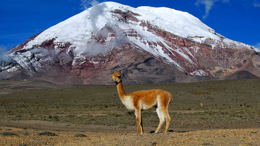La vigogne, un animal des hauteurs La vigogne, un animal des hauteurs