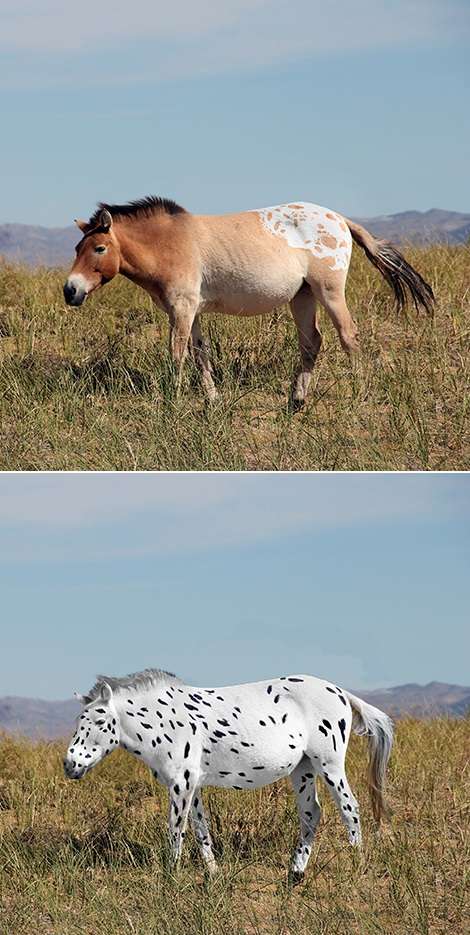 Reconstitution de chevaux de Botai basée sur l’étude génétique. Certains des chevaux se sont révélés porteurs de variants génétiques causant des robes aux motifs blancs ou léopard. © Ludovic Orlando, Sean Goddard, Alan Outram