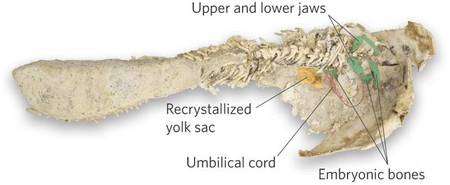 Les restes fossilisés d'une partie du corps de la femelle. Les os de l'embryon (Embryonic bones) sont colorés en vert sur l'image. On reconnaît les mâchoires (jaws). Des traces de parties molles sont interprétées comme un sac vitellin (yolk sac) et un cordon ombilical (Umbilical cord). © Museum Victoria