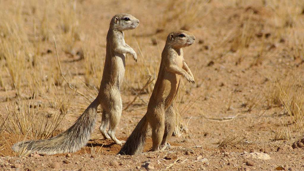 Pour ces écureuils, une queue en guise d’ombrelle Pour ces écureuils, une queue en guise d’ombrelle