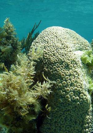 Les coraux (à droite) et les macroalgues (à gauche) se livrent à une guerre de territoire dans les récifs. © nashworld CC by-nc