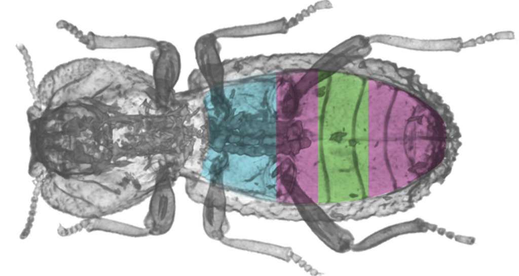Un scanner de P. diabolicus indique la place des organes sous l'exosquelette. © Jesus Rivera, Kisailus Biomimetics et Nanostructured Materials Lab, Université de Californie, Irvine