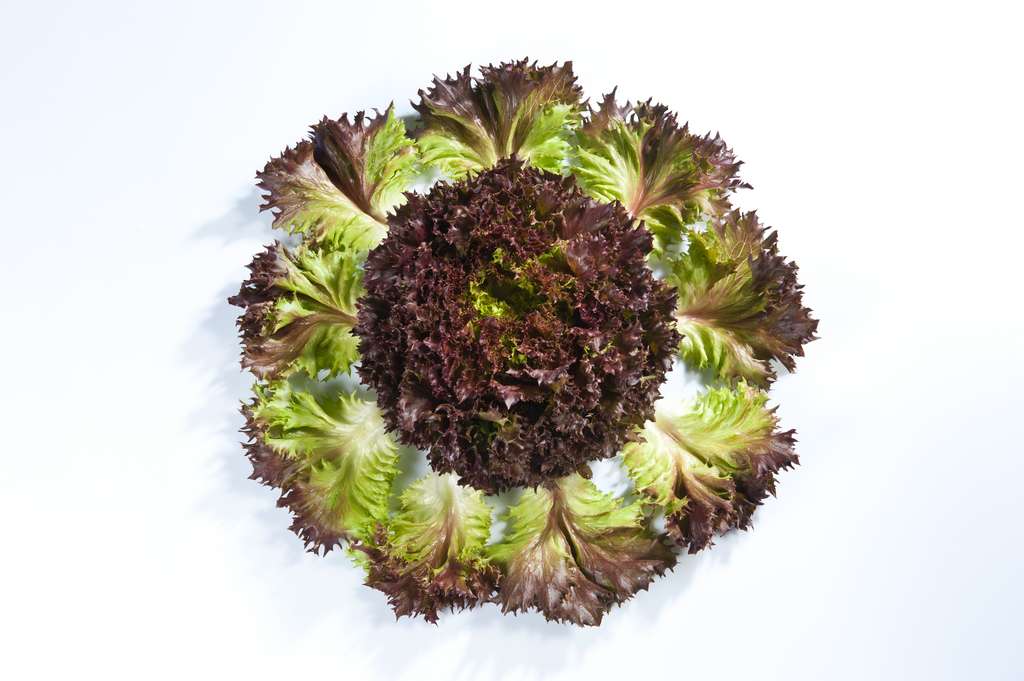 La salade Rubygo-1 s'insère mieux dans les sandwichs grâce à ses feuilles carrées. © Gautier Semences, Georges Flayols