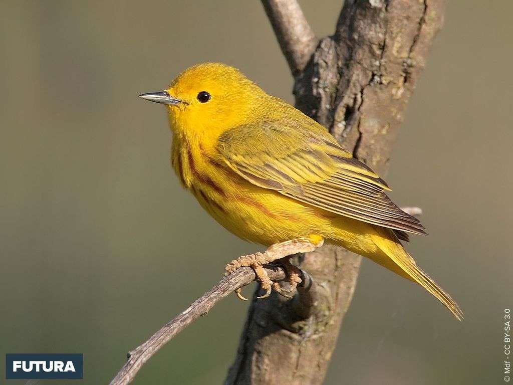 Paruline jaune Paruline jaune