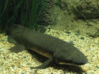 Ce drôle de poisson possède le génome le plus long connu