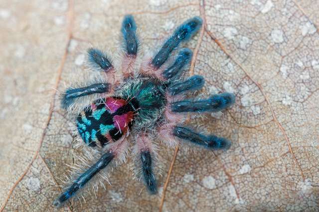 Mygale araignée du Mexique naturalisée Diam 14 cm – Brocante De La