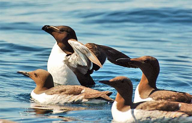 Petit Pingouin (Alca torda)