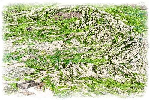 La «question pas si bête»: pourquoi les algues vertes ne colonisent pas la  Côte d'Opale ? - La Voix du Nord