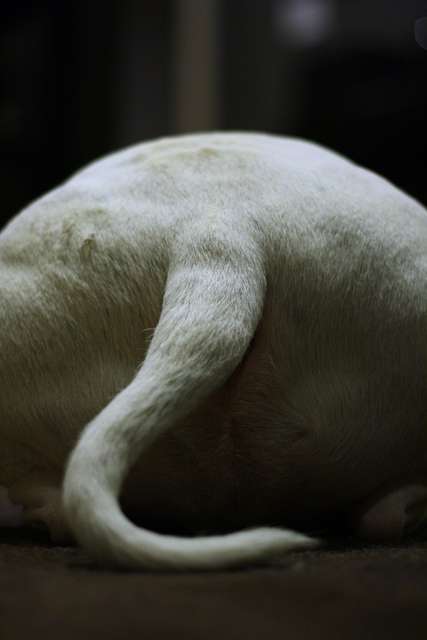 Les scientifiques ont découvert pourquoi votre chien penche la tête sur le  côté
