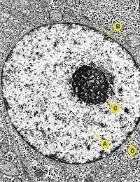 image du noyau cellulaire