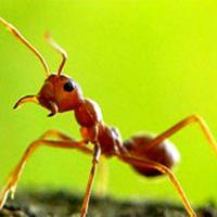 Fourmis volantes ou termites