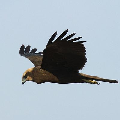 Bruant Des Roseaux Oiseaux Birds