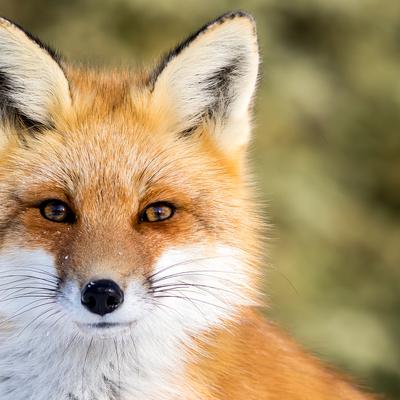 Quel Est Cet Animal Qui Ressemble à Un Renard