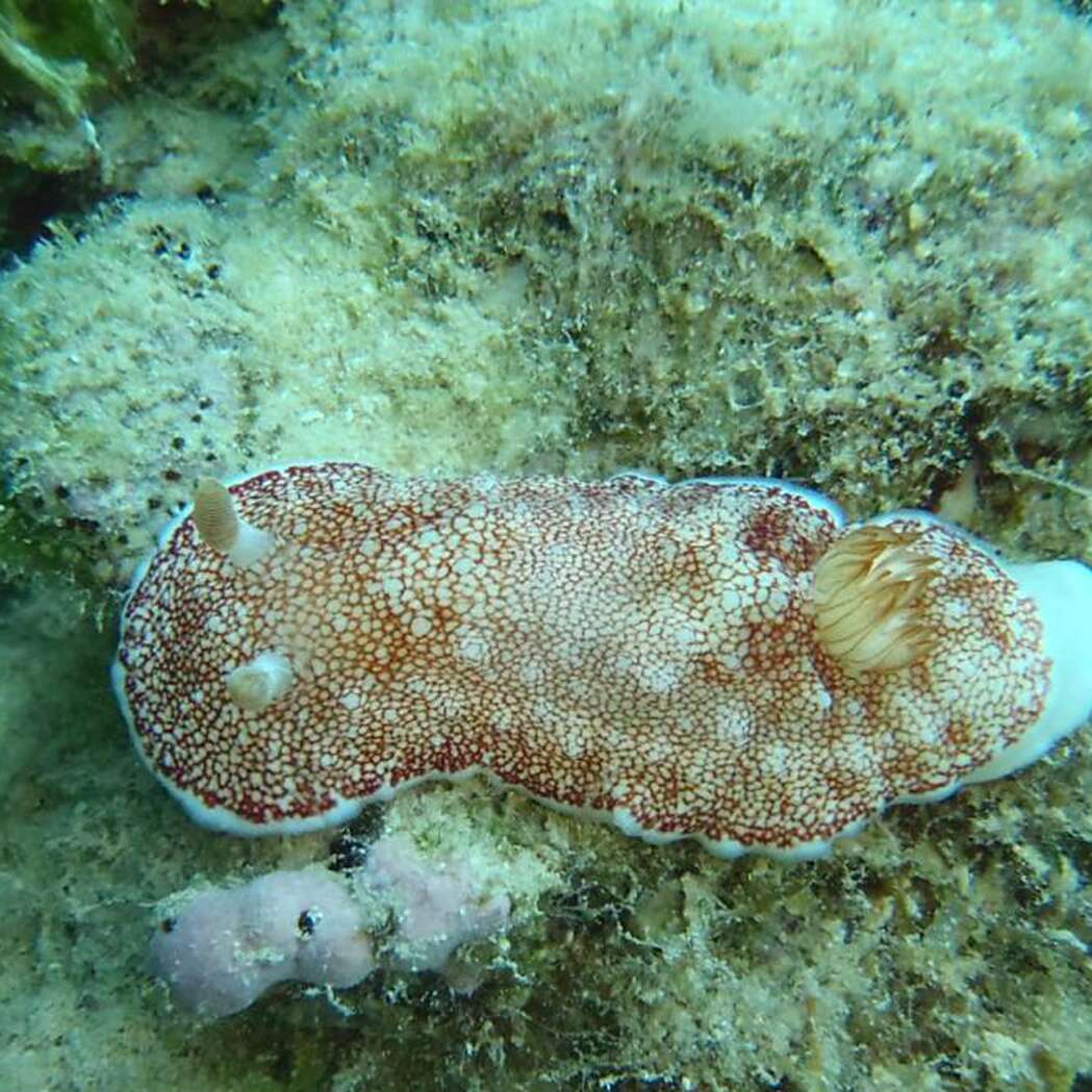 Une limace de mer jette son pénis après chaque relation sexuelle